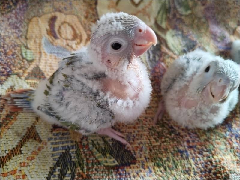 pineapple conure high red factor 2