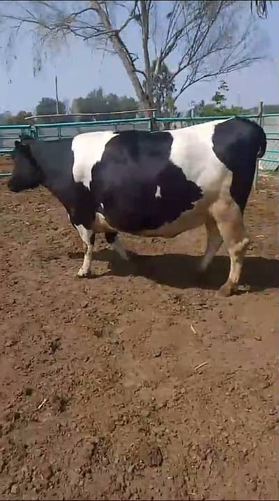 Cows for Sale | Heifer| گائے