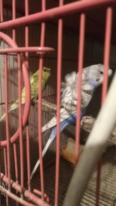 budgies