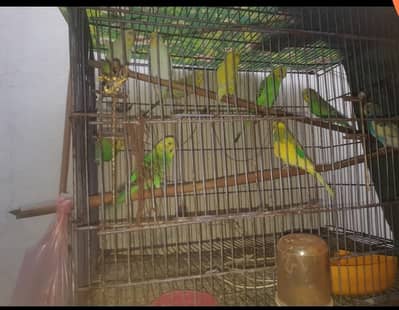 5 pairs of parrot Australia parrot
