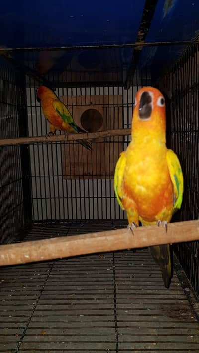 Sun Conure 2 Males For Sale With DNA