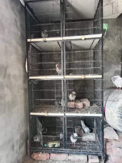 cage for sale 8 portion majbut banaa hua hai