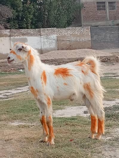 2 DANT BAKRA FOR SALE