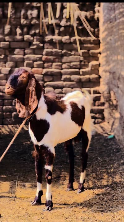 Kabirwala