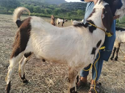 Bakra qurbani ka lia dastiab hi D12 markaz margala road