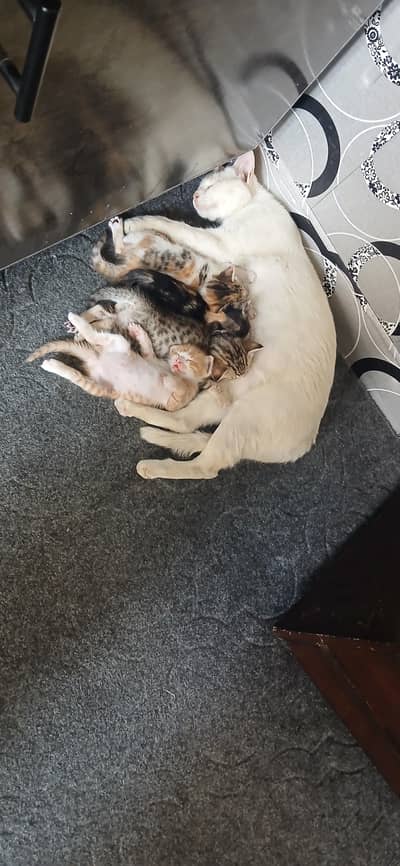 white persian with 4 kittens