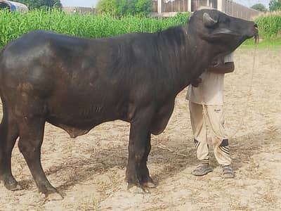 Pure Ravi Bull for sale | Male Buffalo for sale | Bull for Eid