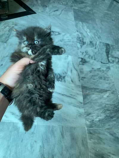 Persian kitten for sale. Whatapp(0320-5670880)