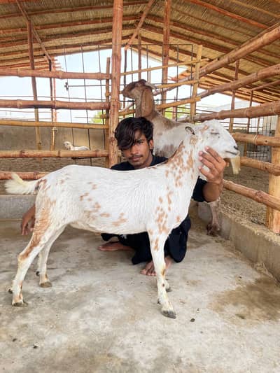 Teddy Bakra for sale