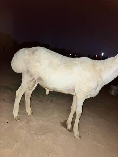 Dumbha for qurbani