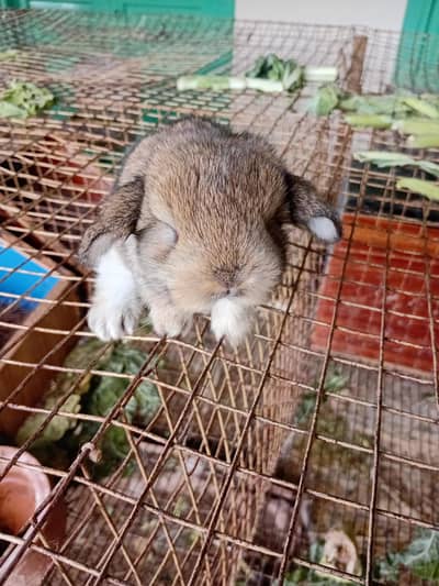 holland lop male buny
