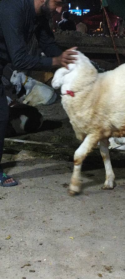 Pure Mundra for sale
