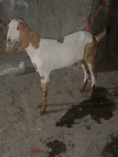 Qurbani kay bakray 2 dant walay