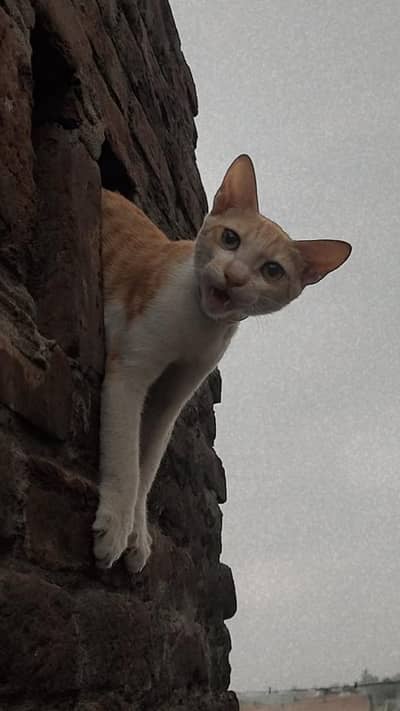 cat for bahut acchi hai
