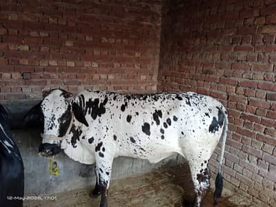qurbani janwer 03017182565