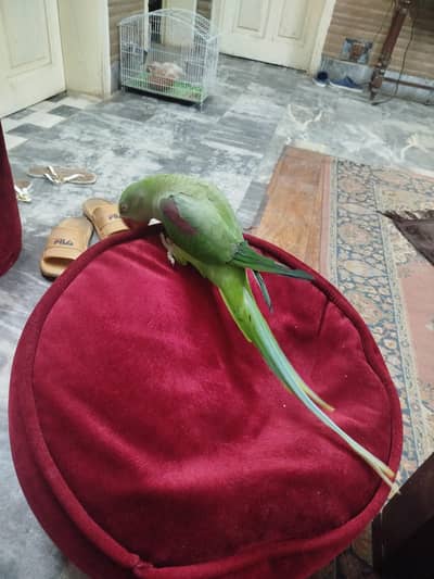 Kashmiri Raw