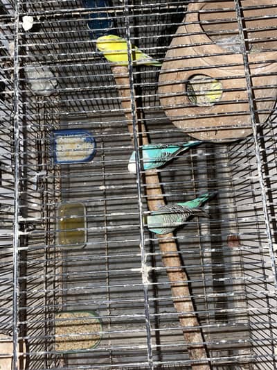 Breeder bird