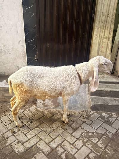 Ghareloo Chatra 65+KG