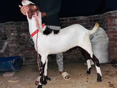 Qurbani k bakray
