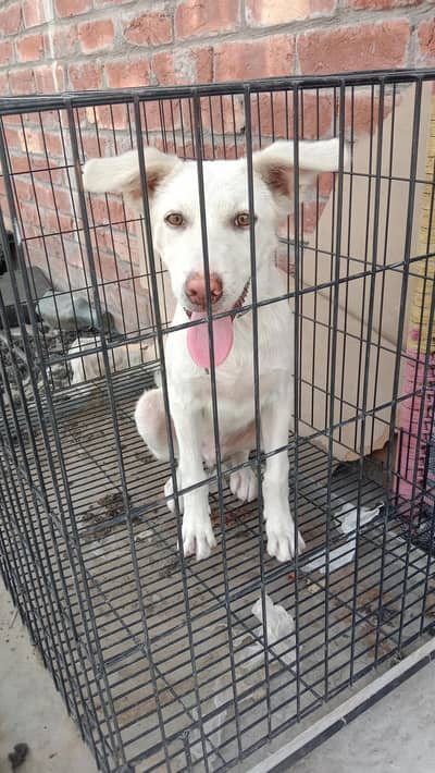 dog for sale