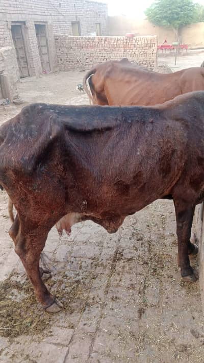 cow for sale