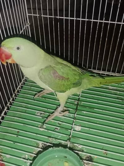Kashmiri raw parrot for sale