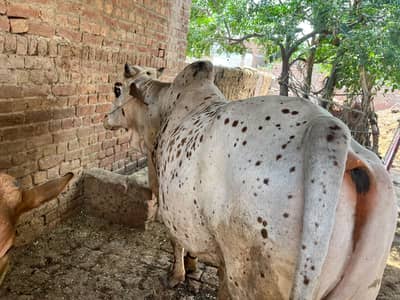Valaity bull