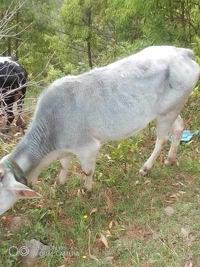 Cow for Sell