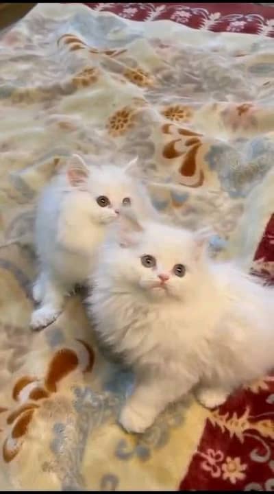 pairsian helthy and active kitten for sale