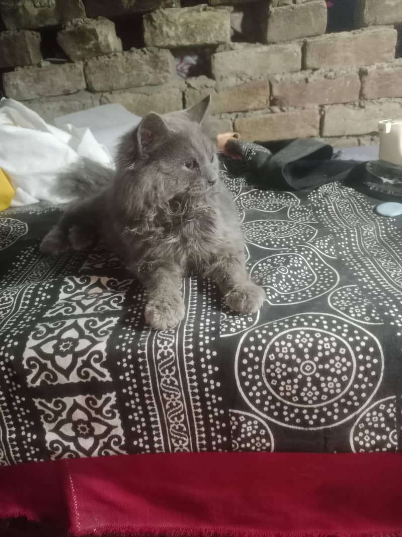 prshint  cate 0