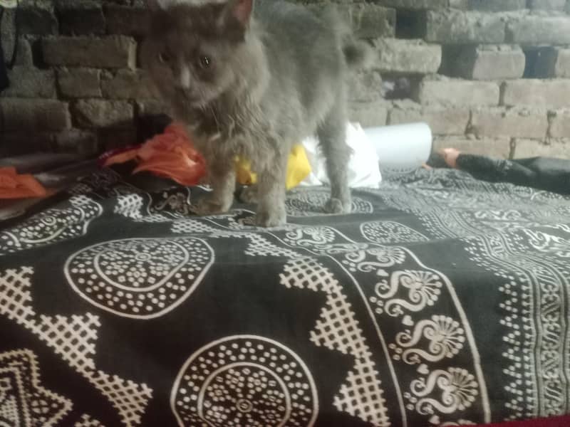 prshint  cate 1
