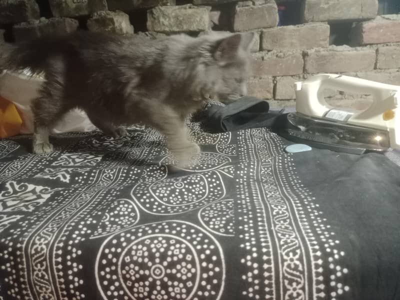 prshint  cate 2