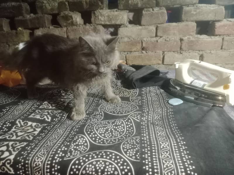 prshint  cate 5