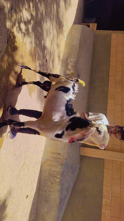 Bakra