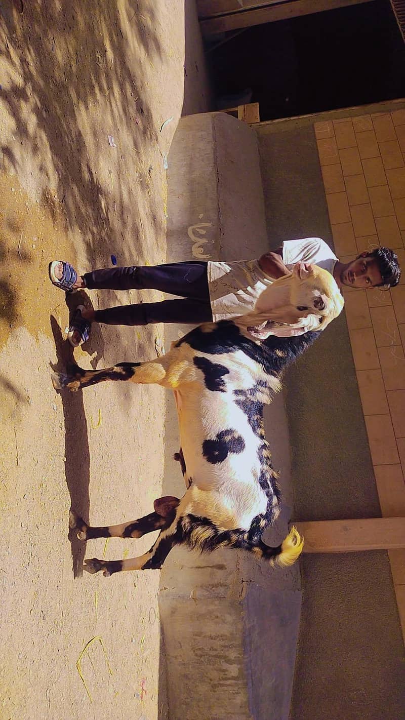 Bakra 1