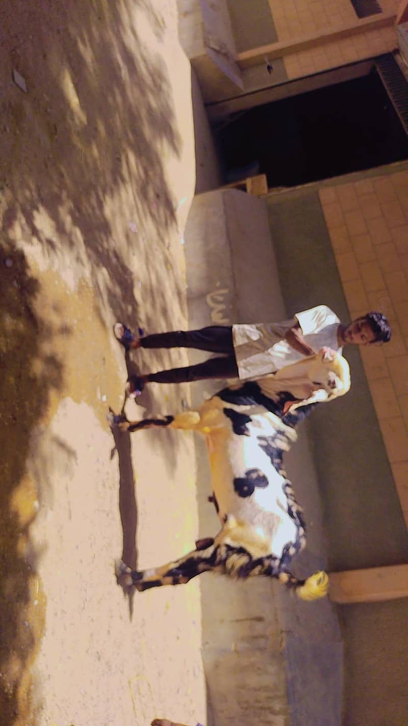 Bakra 2