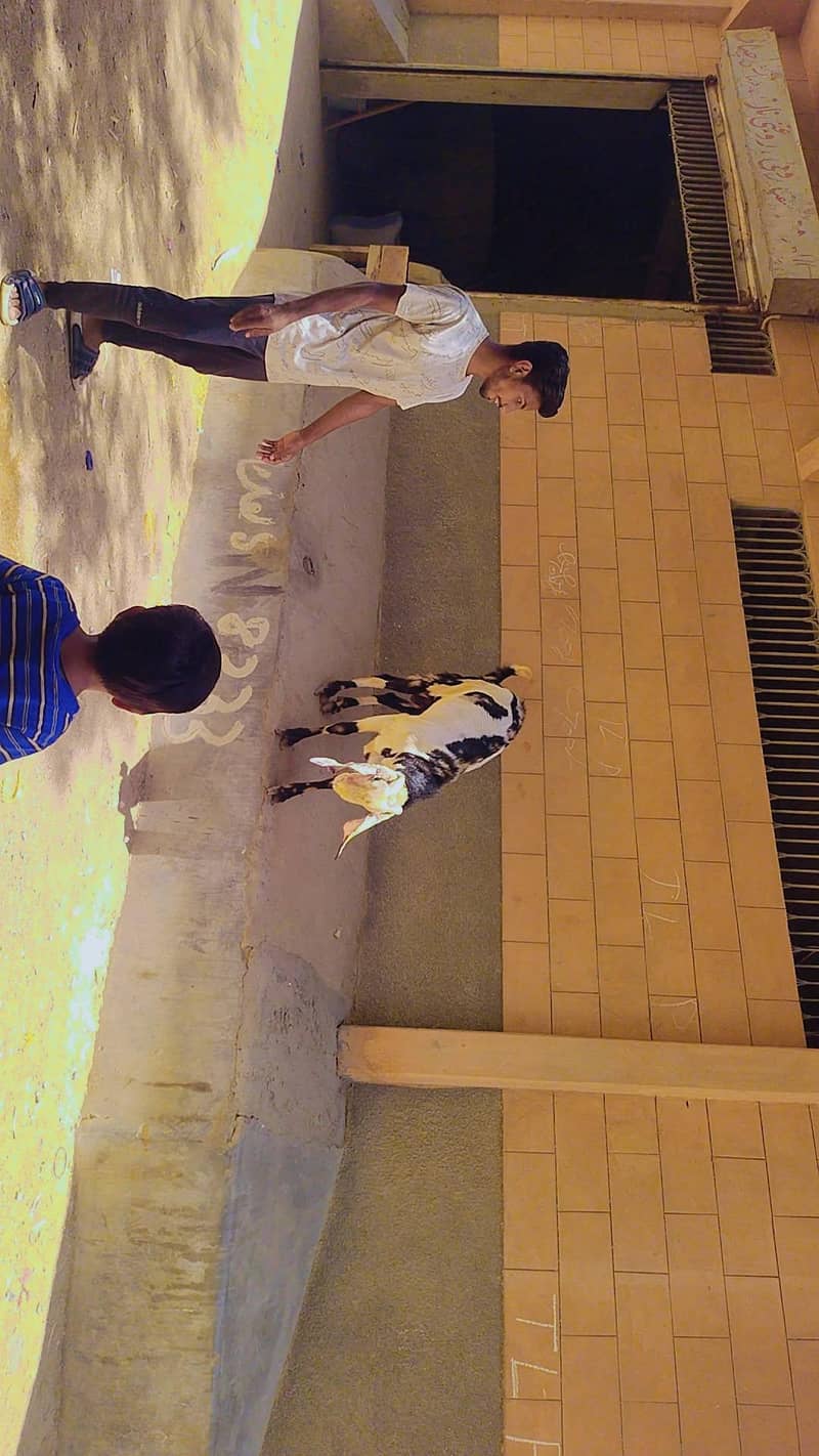 Bakra 3
