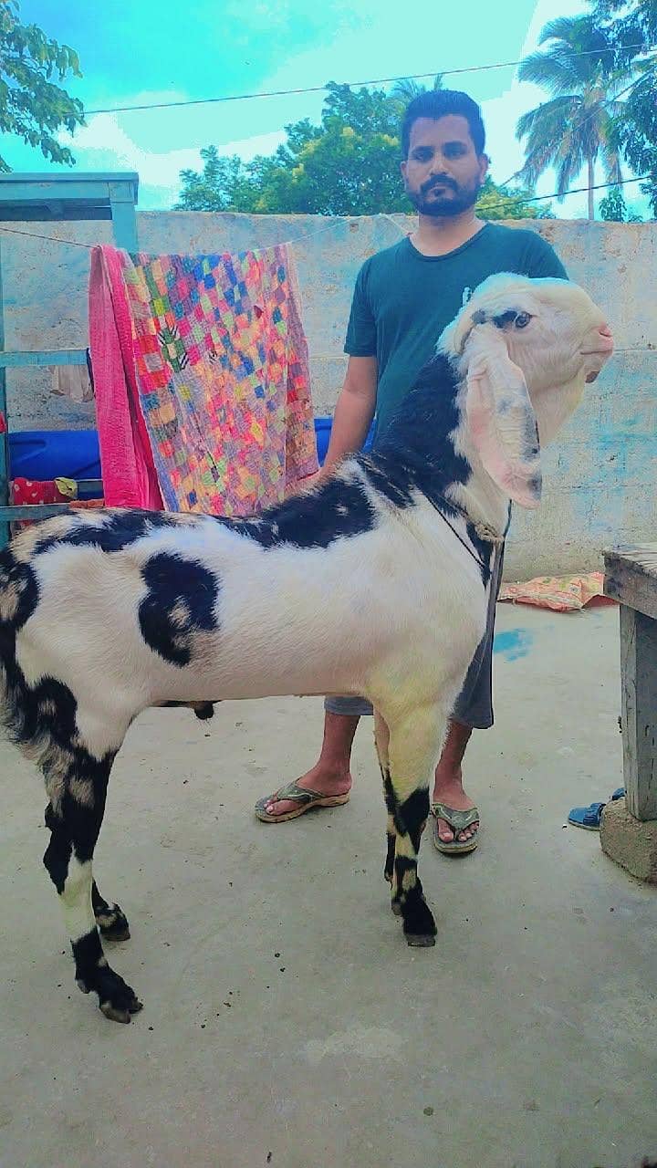 Bakra 4