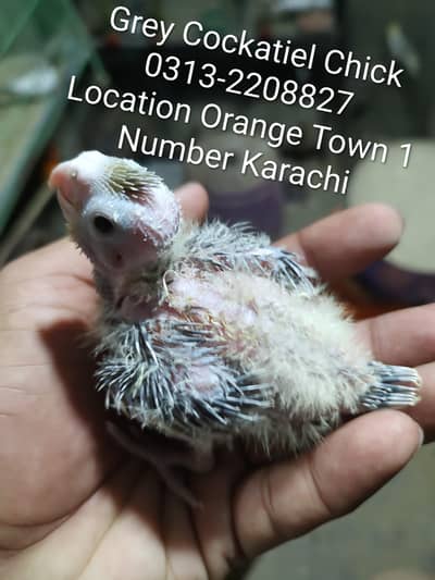 Grey Cocktail Chick Available Grey Cockatiel