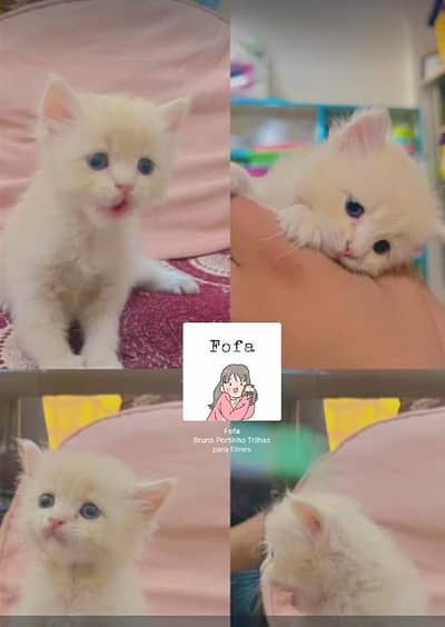Persian cat