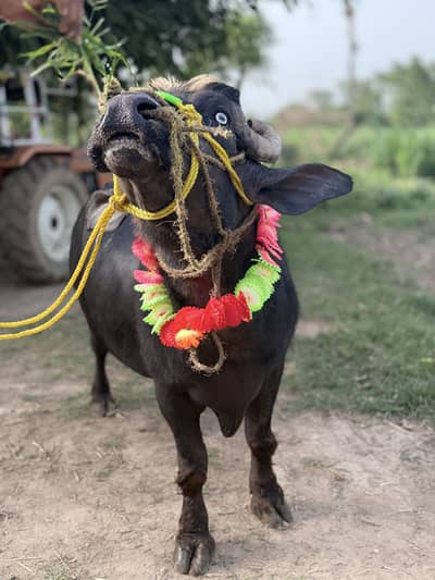 Ravi Cross Bull | Male Buffalo For Sale. Great Condition