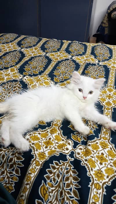 Persian Kitten