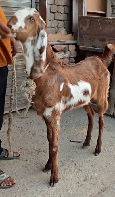 Desi Bakra