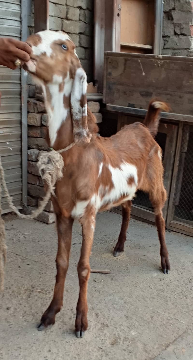 Desi Bakra 1