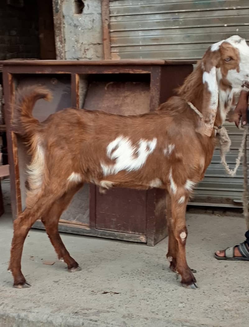 Desi Bakra 2