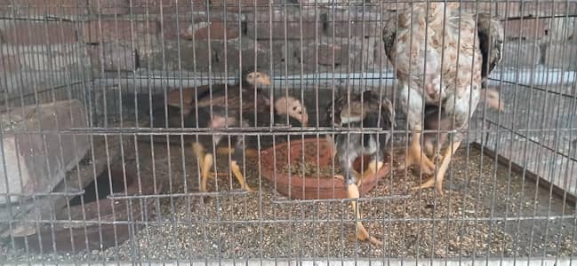 Aseal Chick's Male Female