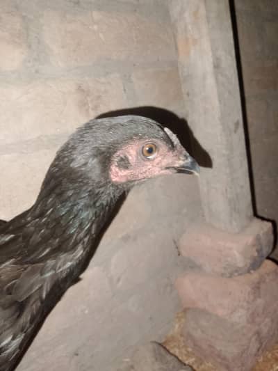pure miawali hen full black mushki black nook nalli black eyes all bl