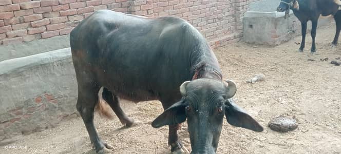 kati bhens ki beti