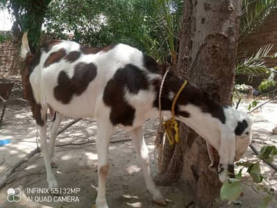 Goat for sale