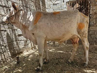 cholistani cow